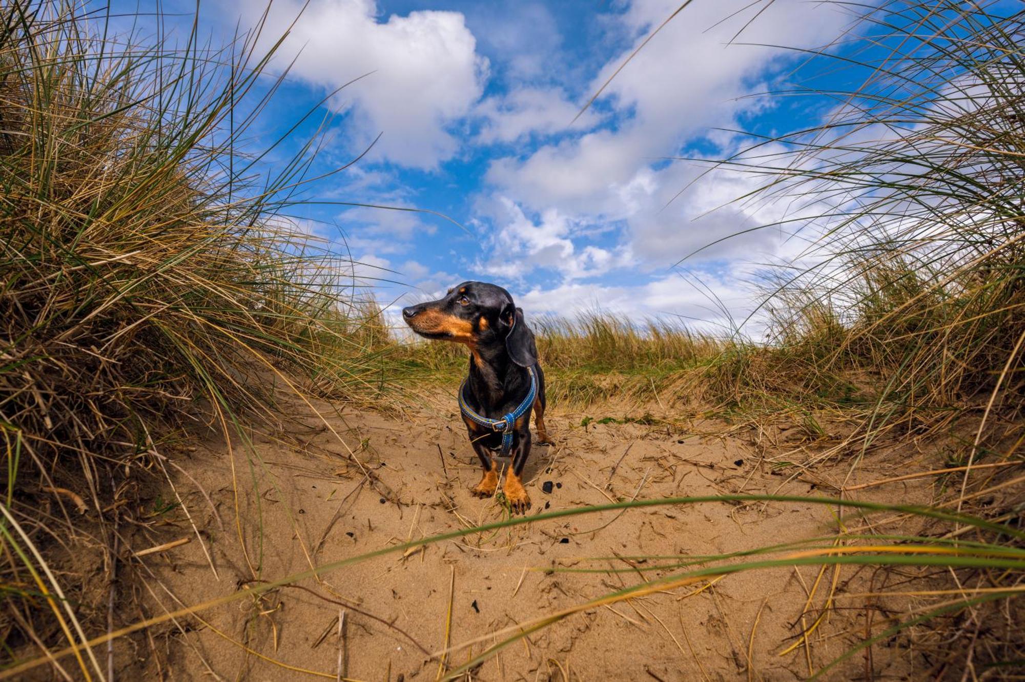 Afan Forest Retreat Cozy Getaway, Pet Friendly Cymmer エクステリア 写真